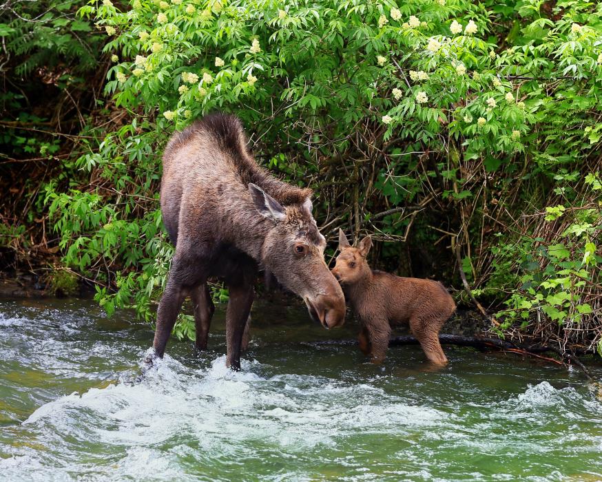 Canadian Wildlife Federation