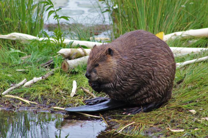 Canadian Wildlife Federation
