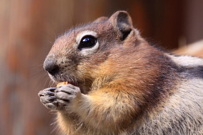 Canadian Wildlife Federation