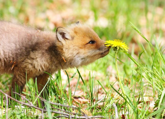 Canadian Wildlife Federation