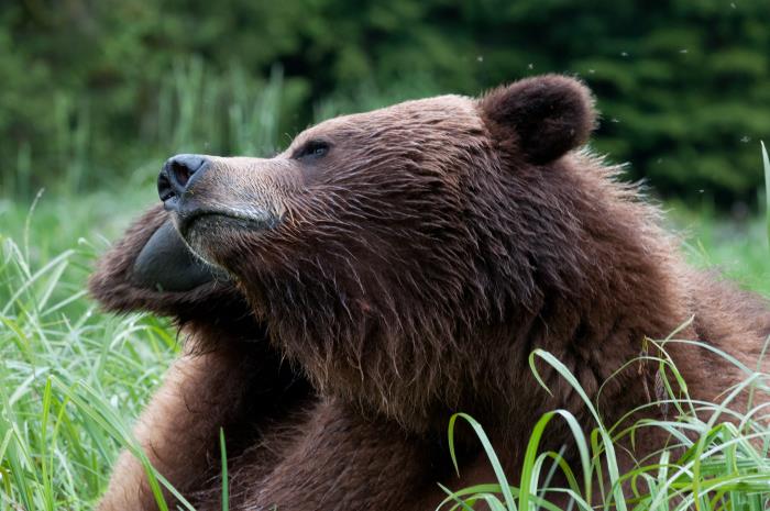 Canadian Wildlife Federation