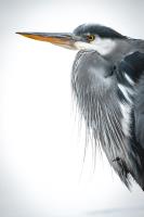 Cliquer pour agrandir