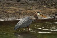 Cliquer pour agrandir