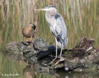 Cliquer pour agrandir