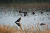 Cliquer pour agrandir