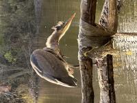 Cliquer pour agrandir