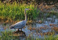 Cliquer pour agrandir