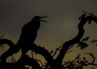 Cliquer pour agrandir