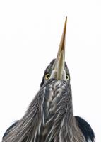 Cliquer pour agrandir