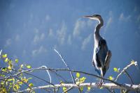 Cliquer pour agrandir