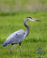 Cliquer pour agrandir