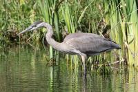 Cliquer pour agrandir