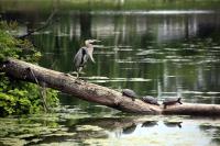 Cliquer pour agrandir