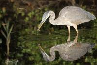 Cliquer pour agrandir