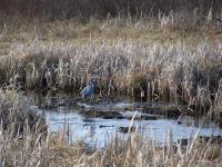 Cliquer pour agrandir