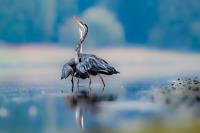 Cliquer pour agrandir