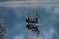 Cliquer pour agrandir