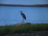 Cliquer pour agrandir