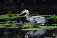 Cliquer pour agrandir