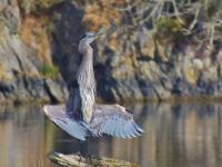 Cliquer pour agrandir