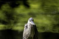 Cliquer pour agrandir