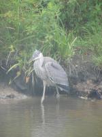 Cliquer pour agrandir