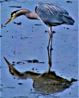 Cliquer pour agrandir