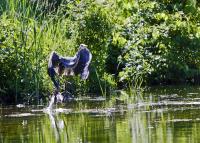 Cliquer pour agrandir