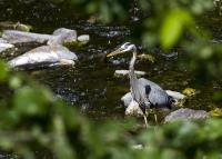 Cliquer pour agrandir