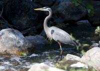 Cliquer pour agrandir