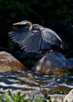 Cliquer pour agrandir