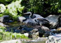 Cliquer pour agrandir