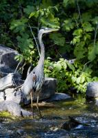 Cliquer pour agrandir