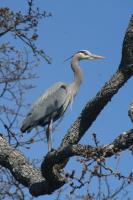 Cliquer pour agrandir