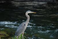 Cliquer pour agrandir