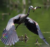 Cliquer pour agrandir