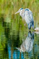 Cliquer pour agrandir