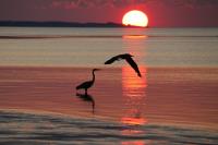 Cliquer pour agrandir