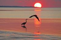 Cliquer pour agrandir