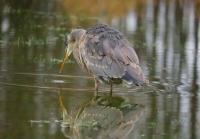 Cliquer pour agrandir