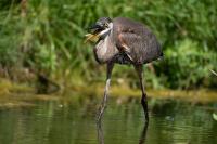 Cliquer pour agrandir