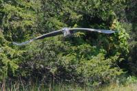 Cliquer pour agrandir