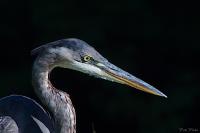 Cliquer pour agrandir