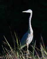 Cliquer pour agrandir