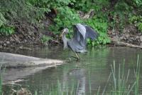 Cliquer pour agrandir