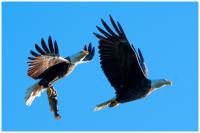 Click to view