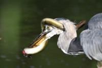 Cliquer pour agrandir