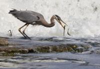 Cliquer pour agrandir