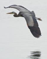 Cliquer pour agrandir