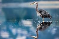 Cliquer pour agrandir